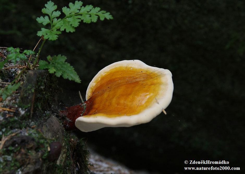 lesklokorka lesklá, Ganoderma lucidum (Curtis) P. Karst. (Houby, Fungi)